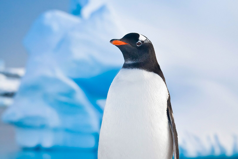 « Les grands voyages naturalistes »